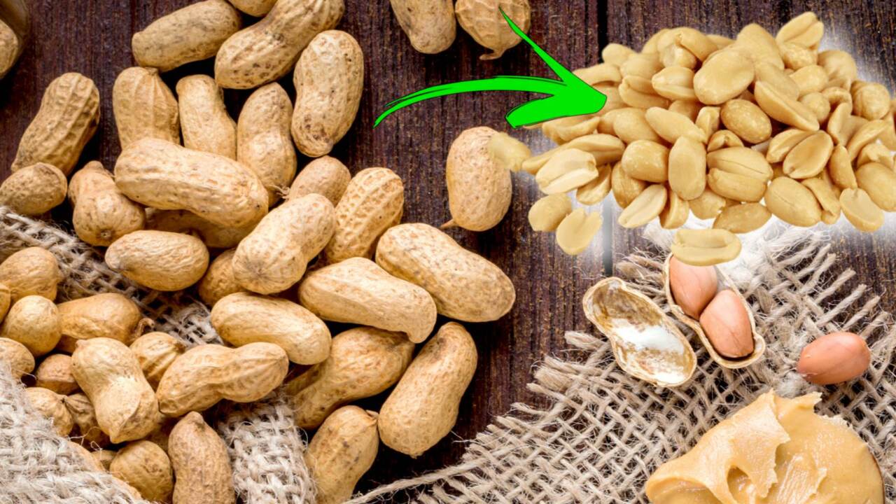 Arachidi o noccioline americane