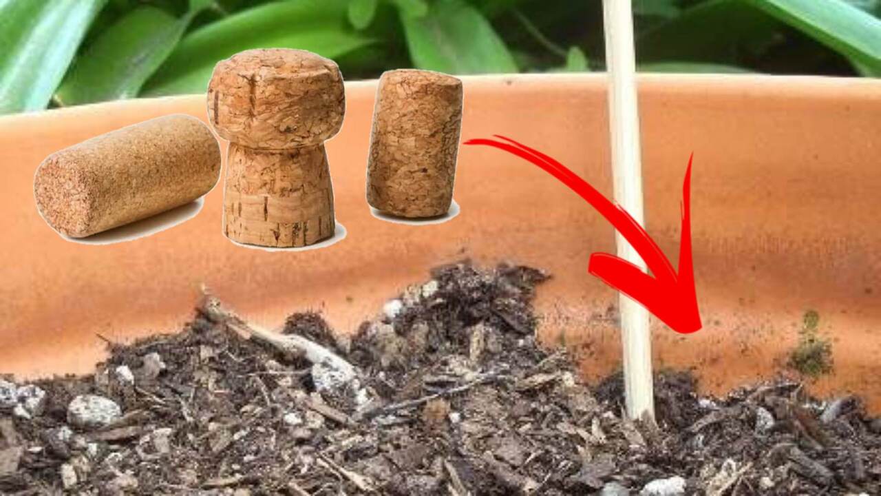 sughero nelle piante