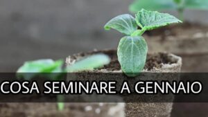 Cosa seminare a gennaio nel tuo orto