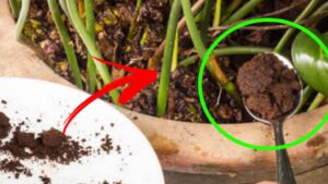 I due ingredienti impensabili per avere piante rigogliose