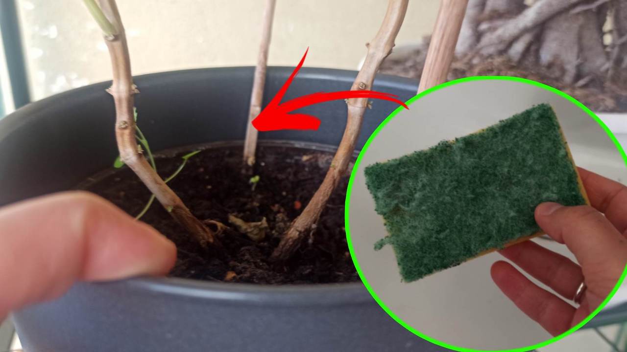 Spugna usata per coltivazione pianta