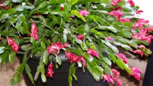 Il trucco intelligente per ottenere più fiori dal tuo cactus di Natale