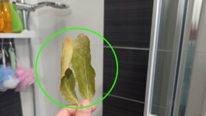 Cattivi odori nella doccia? Il TRUCCO delle foglie d’alloro