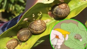 Le lumache insidiano il vostro orto? Vediamo come tenerle lontane con semplici trucchetti