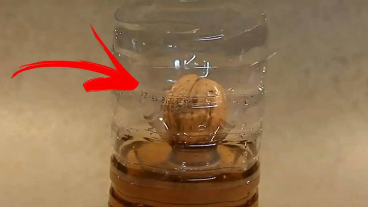 noce nella bottiglia