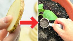 Patate: un ingrediente ottimo per realizzare un fertilizzante naturale