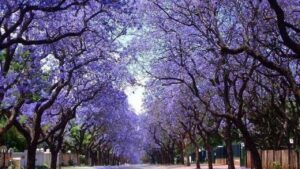 Paulownia, l’albero che mangia lo smog e purifica l’aria