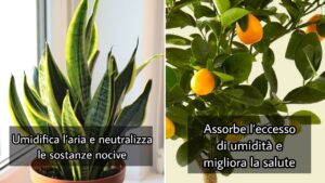 Sapevi che le piante condizionano la temperatura dell’ambiente?