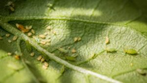 Il trucco per eliminare i pidocchi dalle piante. Ti basterà uno spruzzino