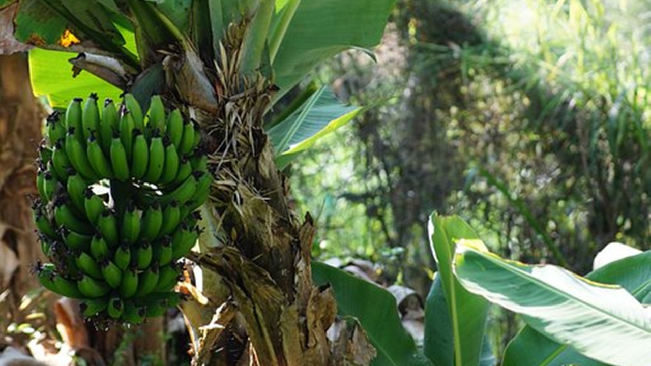 pianta di platano