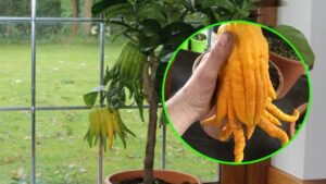 Come coltivare una pianta unica, la mano di Buddha