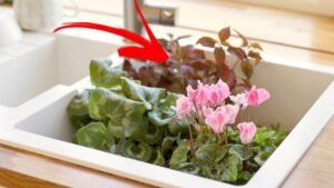 Vuoi un ciclamino bellissimo e pieno di fiori? Allora scopri il trucco del lavandino