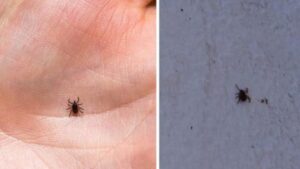 Trucchi efficaci per sbarazzarti di zecche e pulci in casa e in giardino
