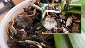 Come prevenire la comparsa di muffa nel vaso della tua orchidea e curarla