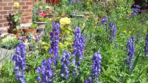 Non mettere queste piante in giardino o sul balcone: sono tossiche!