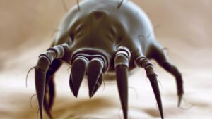 Come liberarsi degli acari di casa? 5 trucchi per allontanarli in modo definitivo