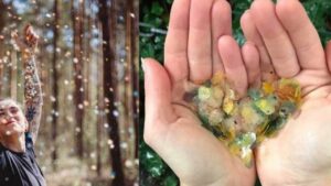 Coriandoli sostenibili per un carnevale fiorito