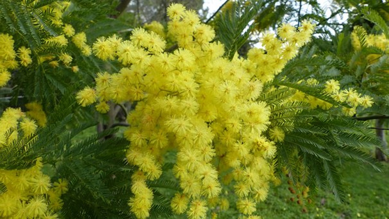 ramo di mimosa