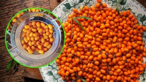 Avete mai sentito parlare dell’olivello spinoso e delle sue proprietà? Andiamo a scoprirlo