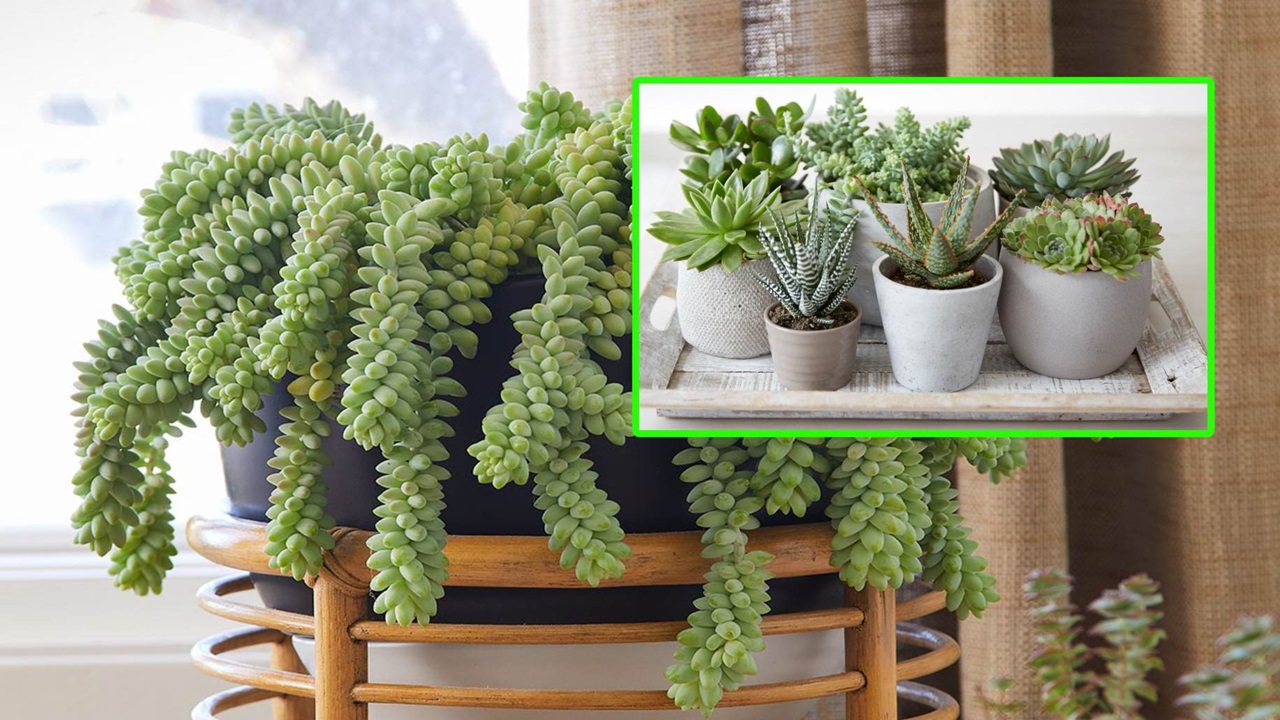 piante da appartamento