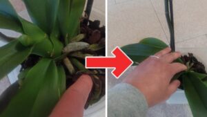 7 errori da evitare nella cura delle piante da appartamento