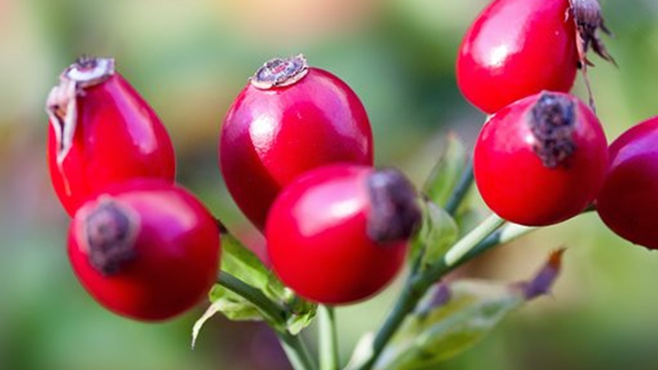 bacche rosse rosa canina
