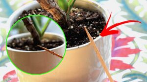 Quando e quanto annaffiare una pianta: il trucchetto dello spiedino