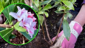 Incantevole, ma velenosa: come crescere la dafne forte e rigogliosa