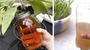 Il trucchetto per preparare un fertilizzante fatto in casa a costo zero: ti serve un solo ingrediente!