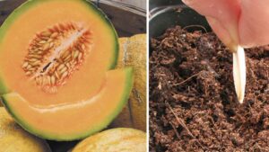 Tempi e trucchetti per la coltivazione dei meloni