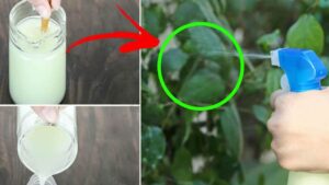 Salva le tue piante con questo pesticida fai da te