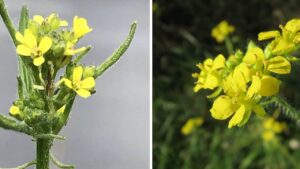 I benefici e come coltivare la pianta dei cantanti