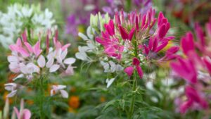 10 piante da regalare a marzo