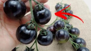 Cosa sono i pomodori neri? Tutto quello che c’è da sapere