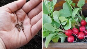 Come coltivare i ravanelli in vaso e averli sempre pronti