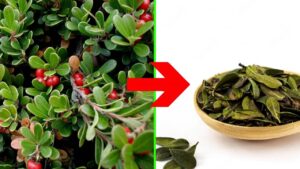 Uva ursina, la pianta che devi assolutamente conoscere