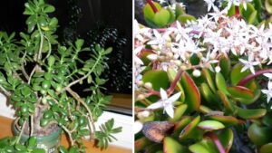 Come far fiorire l’albero dei soldi con 2 trucchi sorprendenti