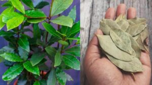 Coltivare l’alloro in casa: tutti i trucchi