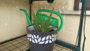 Arriva la bella stagione: prepariamoci a coltivare l’aloe vera. Il trucchetto partendo da una semplice foglia