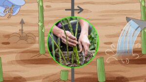 Vuoi avere gli asparagi sempre a disposizione? Prova a seminarli in giardino