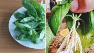 Il TRUCCO per moltiplicare il basilico: ti servono solo 10 foglie fresche