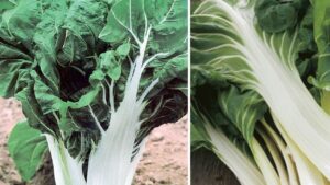 Bieta da costa: l’ortaggio annuale dai sorprendenti benefici