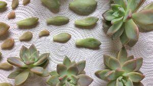 Con il trucco delle foglie puoi moltiplicare la tua pianta di Echeveria