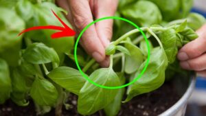 5 trucchetti utili per conservare le erbe aromatiche