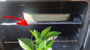 Foglie d’arancia: non gettarle, ma mettile nel forno. Un trucchetto che ti sorprenderà