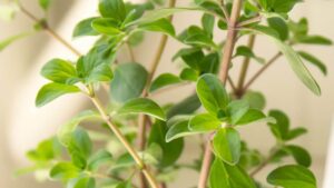 I consigli per coltivare la maggiorana in vaso o in giardino