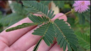 Tutto sulla mimosa pudica, la pianta che si ritrae al tatto