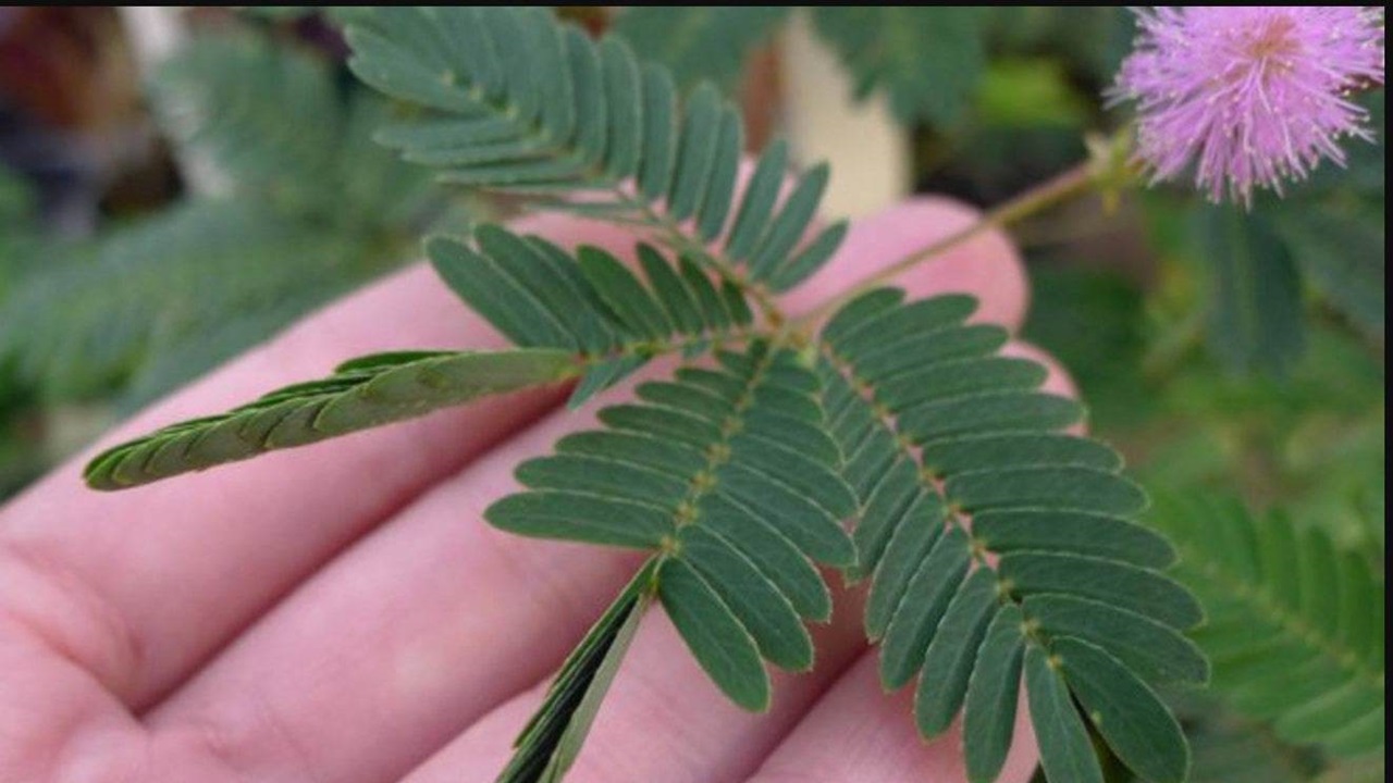mimosa pudica pianta benefici