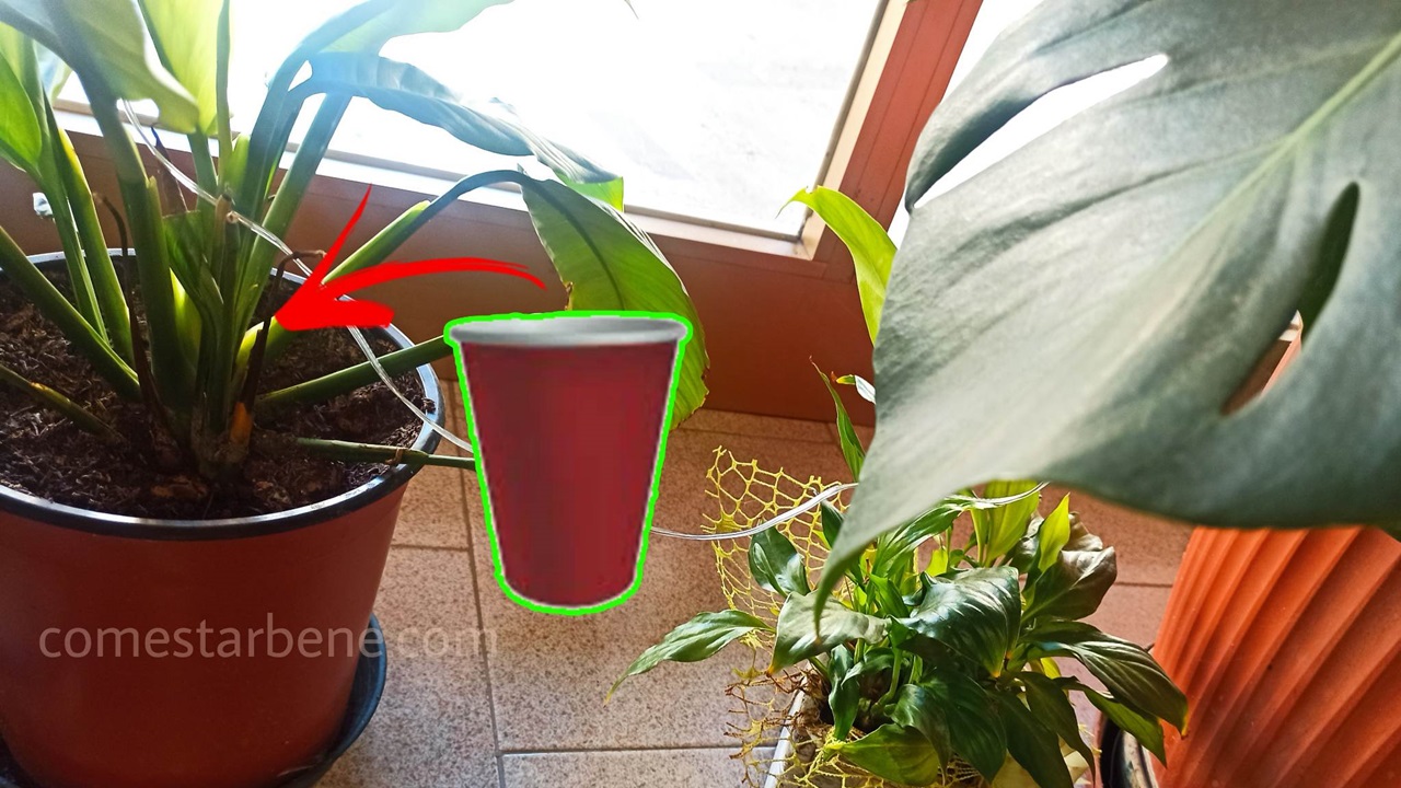 moscerini nelle piante