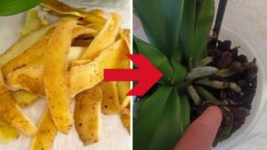 Il trucchetto inaspettato delle patate per far fiorire le tue orchidee